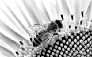 3 B’s to Guide You in Life