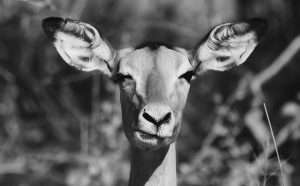 Active Listening: the Superpower in Conversations